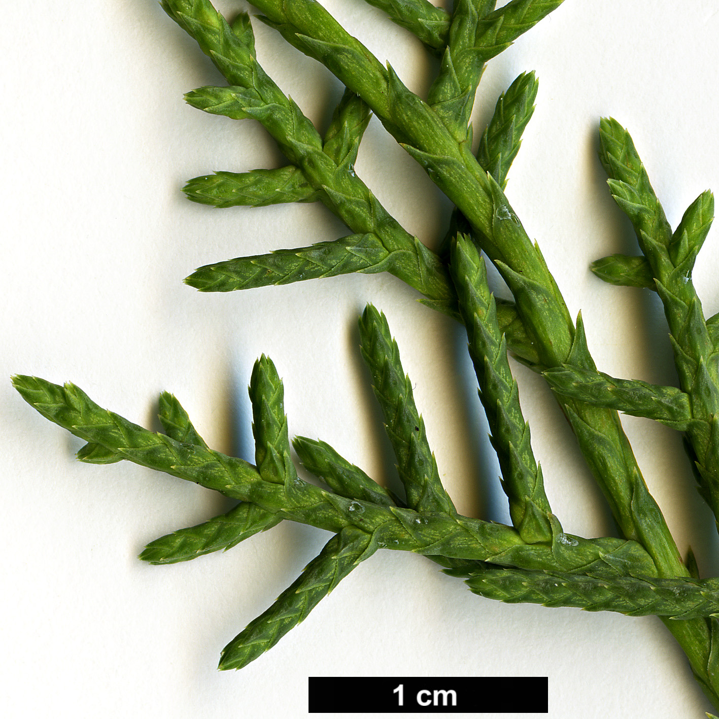 High resolution image: Family: Cupressaceae - Genus: Cupressus - Taxon: arizonica - SpeciesSub: var. arizonica